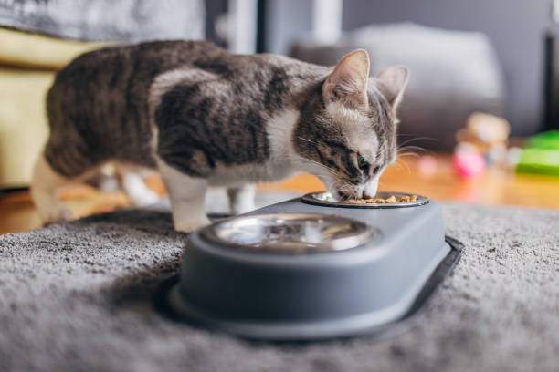 domestic cat eating from a gray bowl - food stock pictures, royalty-free photos & images
