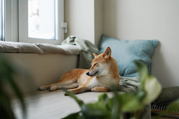 domestic ginger dog dreaming on warm cozy windowsill with pillow and blanket - home decoration stock pictures, royalty-free photos & images