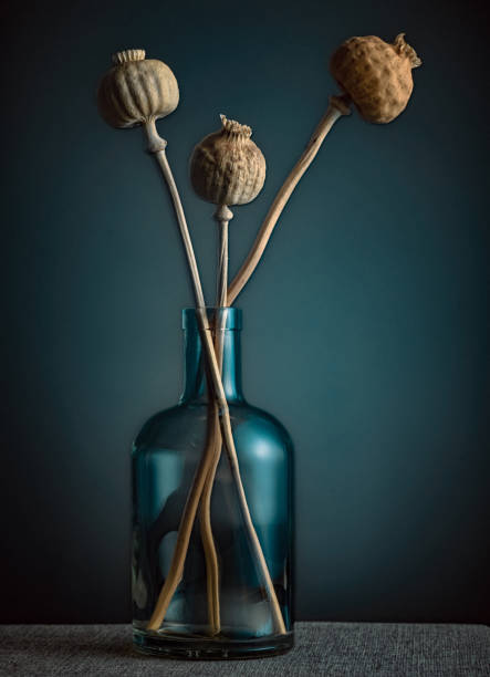 dried garden poppy in a bottle, floral still life concept - garden decoration stock pictures, royalty-free photos & images