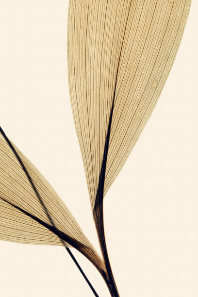 dried petal flower leaves- lily of the valley flower - home decoration stock pictures, royalty-free photos & images