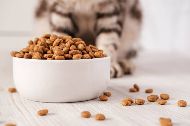 dry pet food is in a white porcelain bowl and scattered across the floor with a cat sitting in the b,craiova,romania - food photos et images de collection