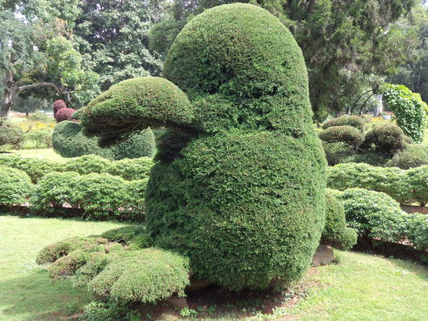 duck shape topiary trimming tree in ooty botanical garden - garden decoration stock pictures, royalty-free photos & images