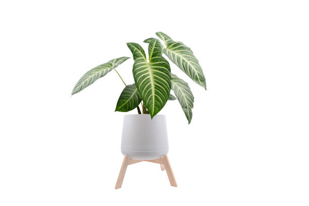 eaf xanthosoma lindenii or yautia tree isolated on white background - garden decoration stock pictures, royalty-free photos & images