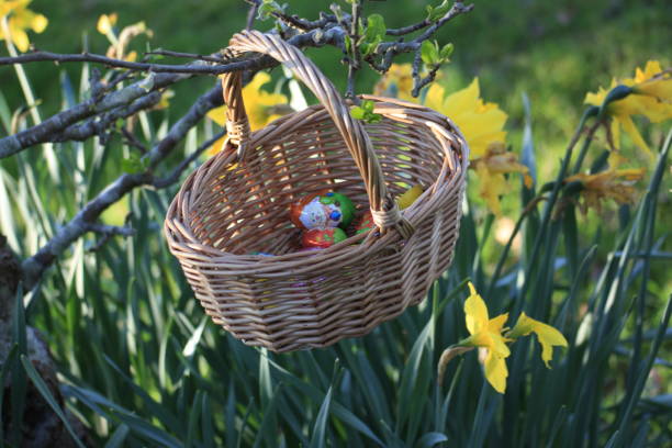easter basket on yellow daffodils - garden decoration stock pictures, royalty-free photos & images