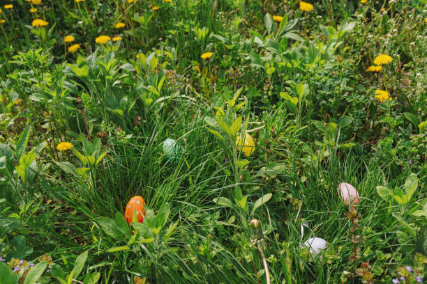 easter eggs hidden in tall green grass - garden decoration stock pictures, royalty-free photos & images