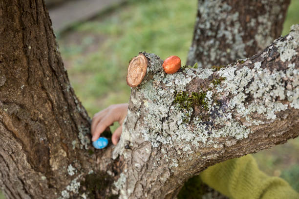 easter eggs picking, montargis, france. - garden decoration stock pictures, royalty-free photos & images
