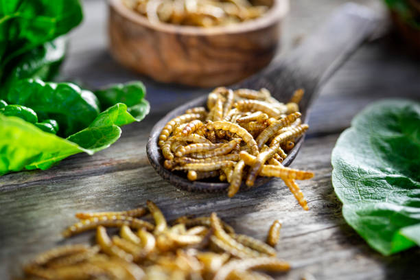 edible insects as meat substitute. mealworm - tenebrio molitor. novel food concept - food stock pictures, royalty-free photos & images