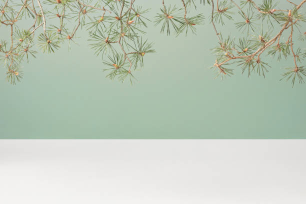 empty duotone teal green and white 3d stage studio background with pine tree branches, front view, copy space. - garden decoration stock pictures, royalty-free photos & images