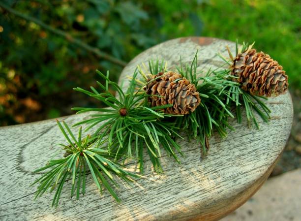 evergreen cones, eugene rose garden - garden decoration stock pictures, royalty-free photos & images