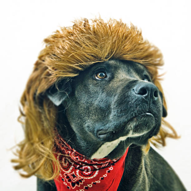 every dog will have his mullet - hairstyle stock pictures, royalty-free photos & images