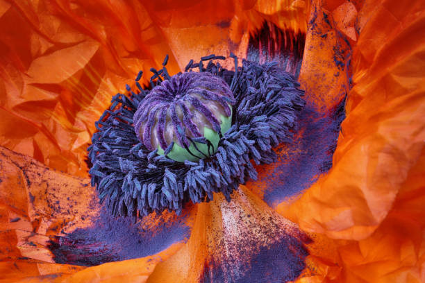 f i r e . p o p p y - garden decoration stock pictures, royalty-free photos & images