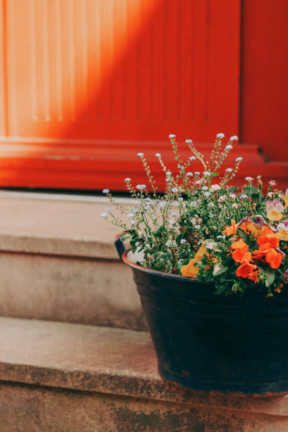 facade of a house with plants - garden decoration stock pictures, royalty-free photos & images