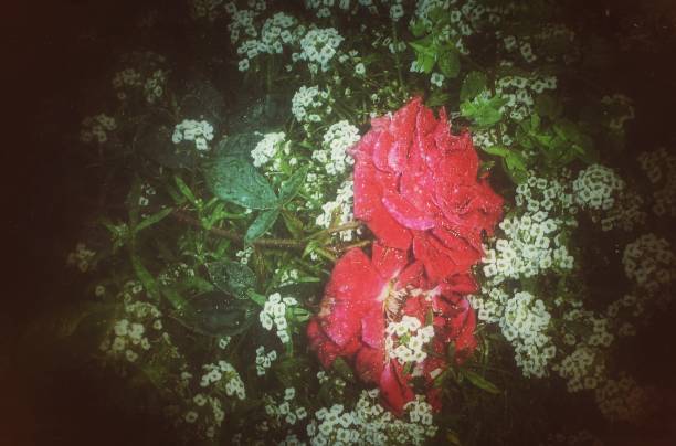 fallen - garden decoration stock pictures, royalty-free photos & images