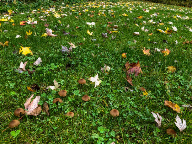 fallen leaf on lawns - garden decoration stock pictures, royalty-free photos & images