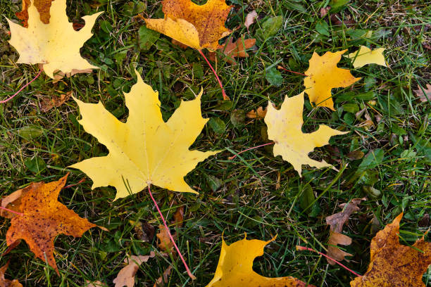 fallen yellow and brown autumn maple leaves in the forest or park, on the green grass. - garden decoration stock pictures, royalty-free photos & images