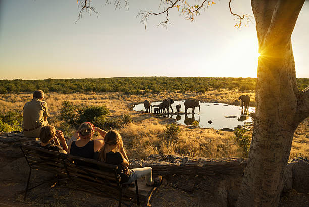 family watching elephants - travel stock pictures, royalty-free photos & images