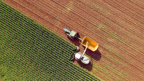 farm machines harvesting corn for feed or ethanol - food stock pictures, royalty-free photos & images