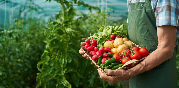 farmer holding basket with vegetables - food stock pictures, royalty-free photos & images