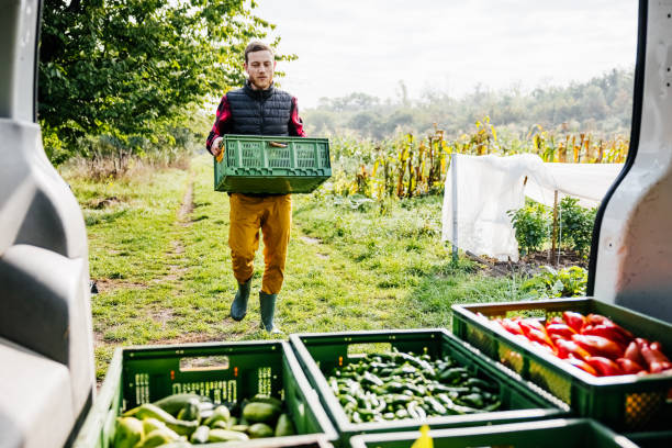 farmer loading van with freshly harvested vegetables - food stockfoto's en -beelden