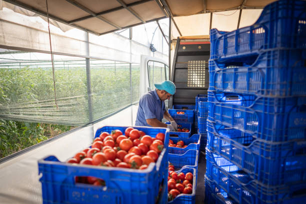 farmer man stacks tomatoes to crate for post-harvest distribution. - food stock pictures, royalty-free photos & images