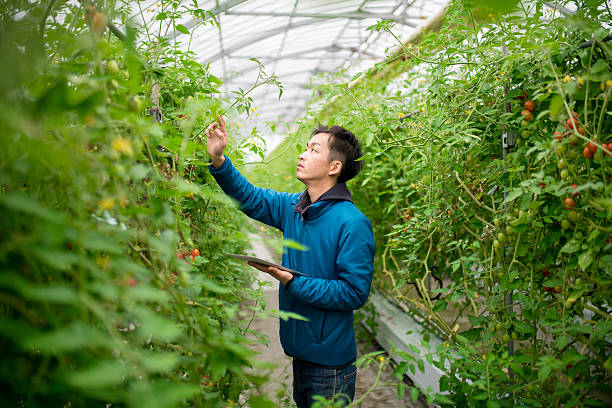 farmer using a digital tablet in a greenhouse - food stock pictures, royalty-free photos & images