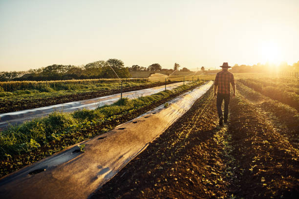 feeding the world one seedling at a time - food stock pictures, royalty-free photos & images
