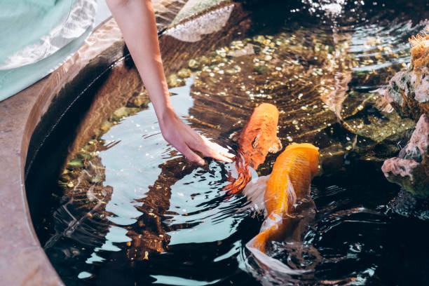 female hand gently touching water in a koi pond with colorful fish swimming. - garden decoration stockfoto's en -beelden