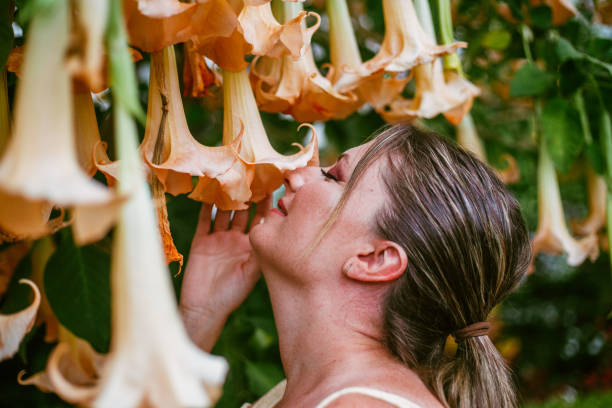 female smelling angel trumpet flowers - garden decoration stock pictures, royalty-free photos & images