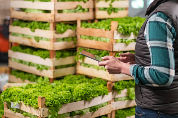female worker checking lettuce shipment using digital tablet - food stock pictures, royalty-free photos & images