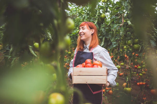 femme heureuse la cueillette des tomates mûres - food photos et images de collection