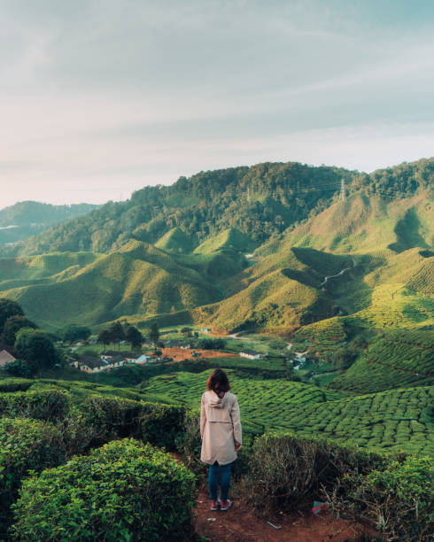 femme regardant des plantations de thé - travel photos et images de collection