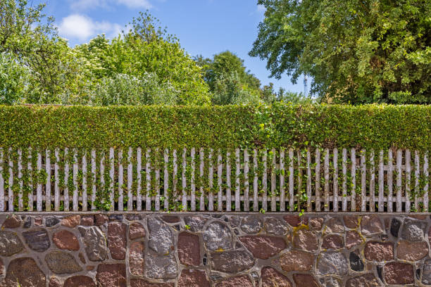 fence and hedge - garden decoration stock pictures, royalty-free photos & images