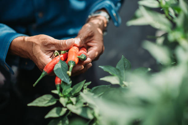 fermez-vous vers le haut de l’agriculteur mâle moyen chinois asiatique moyen à la main retenant le piment - food photos et images de collection