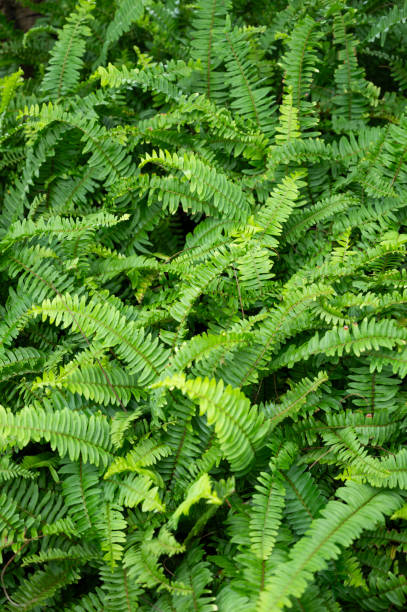 fern plant background: a lush and exotic image - garden decoration stock pictures, royalty-free photos & images
