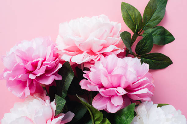 festive floral background with peonies. beautiful flowers. greeting card. white and pink peonies on a pink background. - garden decoration stock pictures, royalty-free photos & images