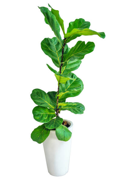 fiddle fig or ficus lyrata in plastic pots n wood table white home. fiddle-leaf fig tree the popular ornamental houseplant air purifying plants for home tropical minimal design. - home decoration photos et images de collectio
