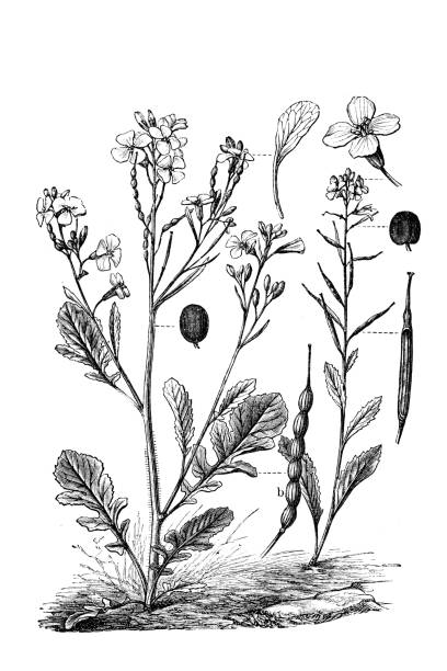 field mustard or charlock (sinapis arvensis) and raphanus raphanistrum - garden decoration stock illustrations