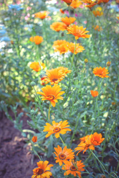 field of pot marigolds - garden decoration stock pictures, royalty-free photos & images