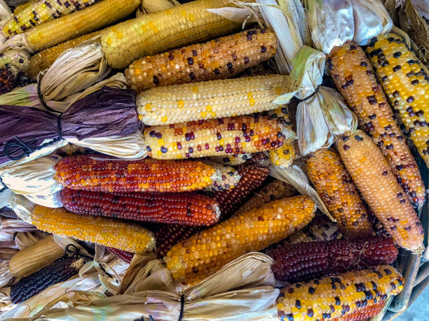 flint corn as outdoor fall decor - garden decoration stock pictures, royalty-free photos & images