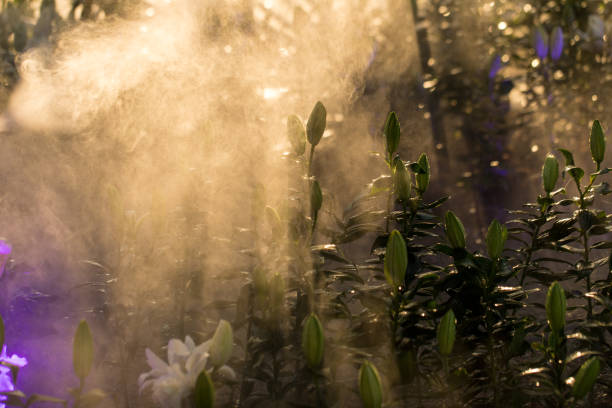 flower garden, nature background - garden decoration stock pictures, royalty-free photos & images