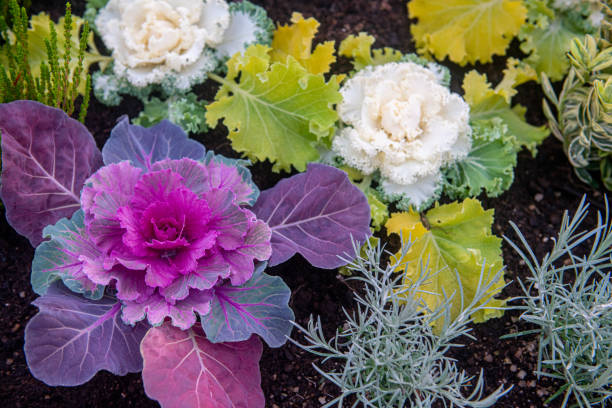 flower pot - garden decoration stock pictures, royalty-free photos & images