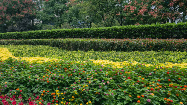 flowerbeds of flowers of different colors. - garden decoration stock pictures, royalty-free photos & images