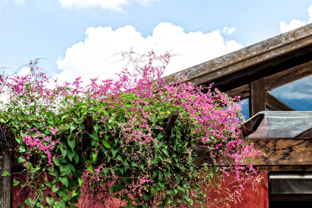 flowering branch of the vine antigonon leptopus. - garden decoration stock pictures, royalty-free photos & images