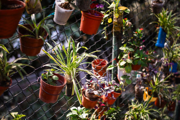 flowerpots hanging on fence in urban garden - garden decoration stock pictures, royalty-free photos & images