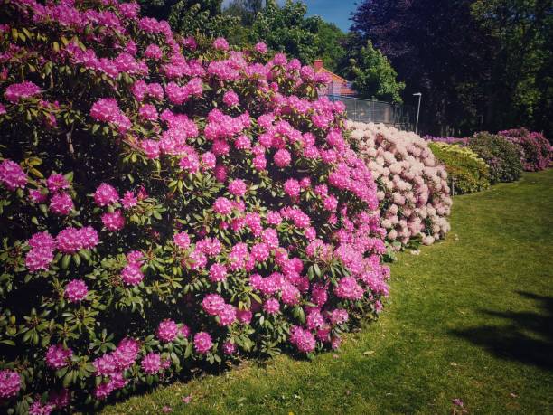 flowers in the city garden - garden decoration stockfoto's en -beelden