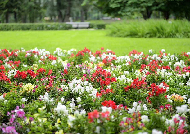 flowers in the park - garden decoration stock pictures, royalty-free photos & images