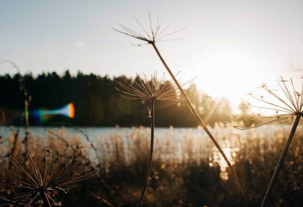 flowers in winter shinning in the golden light in sweden - garden decoration stock pictures, royalty-free photos & images