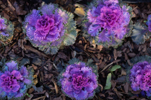 flowers of decorative cabbage pot as urban furniture spring equinox - garden decoration stock pictures, royalty-free photos & images