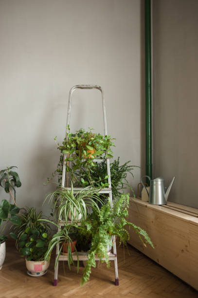 folding ladder used as shelve for home plants in urban jungle interior - garden decoration stock pictures, royalty-free photos & images
