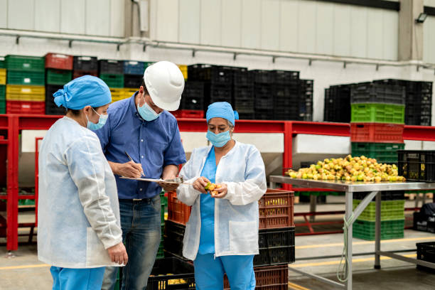 food factory workers working concentrated and checking the quality of fruits. - food stock pictures, royalty-free photos & images